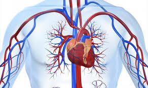 Stem cell for cardiovascular diseases    Stem cell therapy for cardiovascular diseases